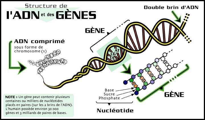 gene