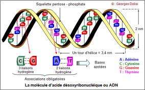 nucleotide