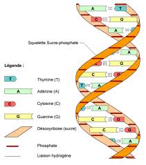 nucléotides