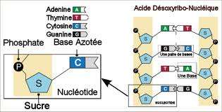 nucleotides