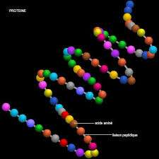 proteines