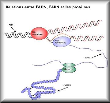 ribosome