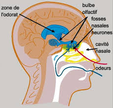 odorat